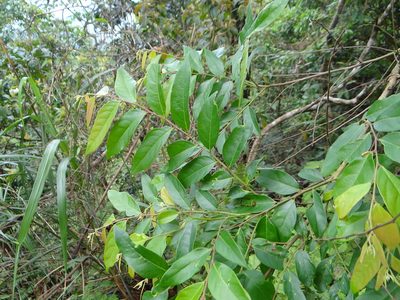 Glochidion acuminatum, photographed by 呂一起(Lyu yi-chi)