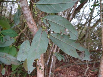 Glochidion acuminatum, photographed by 呂一起(Lyu yi-chi)