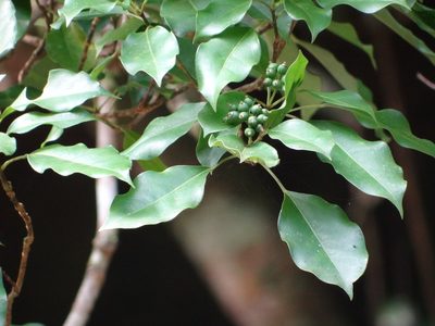 Dendropanax dentigerus, photographed by 呂一起(Lyu yi-chi)
