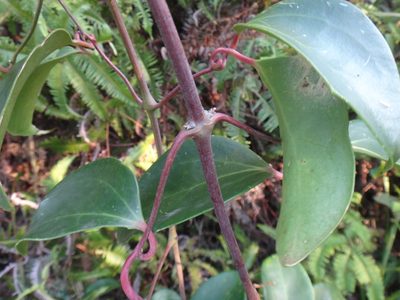 Clematis crassifolia, photographed by 呂一起(Lyu yi-chi)