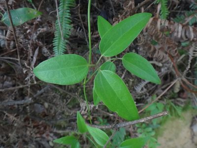 Clematis meyeniana, photographed by 呂一起(Lyu yi-chi)