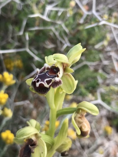 Ophrys umbilicata, photographed by monkeyjodey