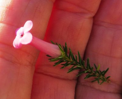 Erica praenitens, photographed by linkie