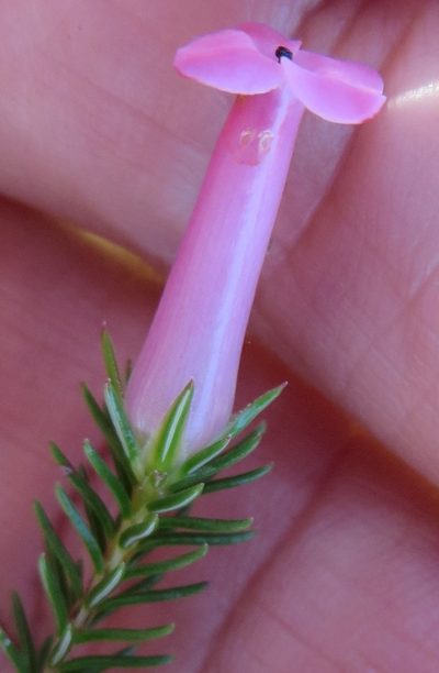 Erica praenitens, photographed by linkie