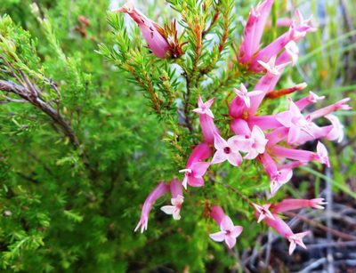 Erica praenitens, photographed by linkie