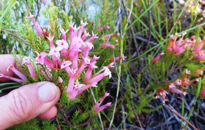 Erica praenitens, photographed by linkie