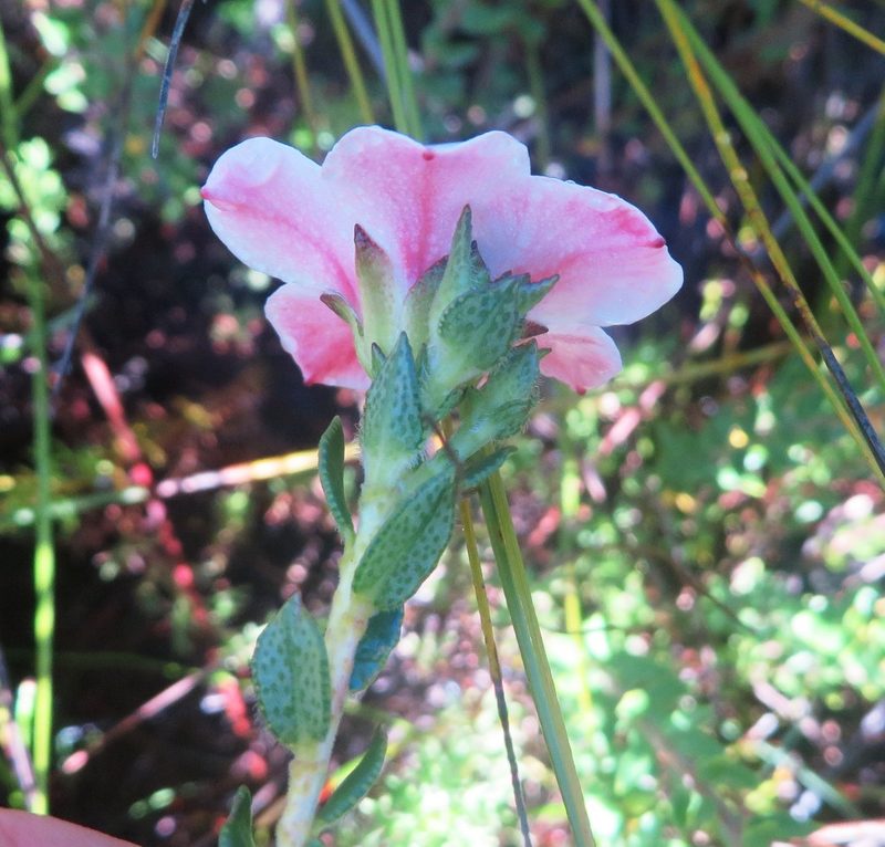 Adenandra acuta, photographed by linkie