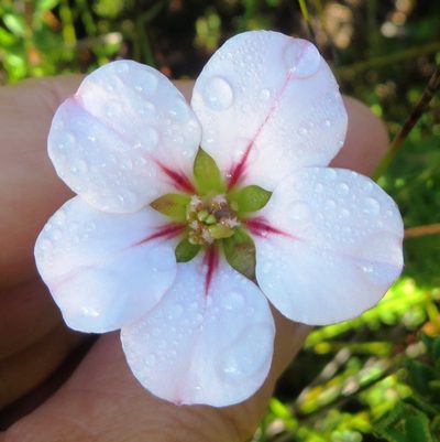 Adenandra acuta, photographed by linkie