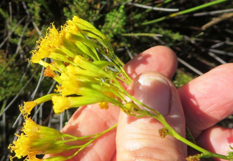 Senecio bipinnatus, photographed by linkie