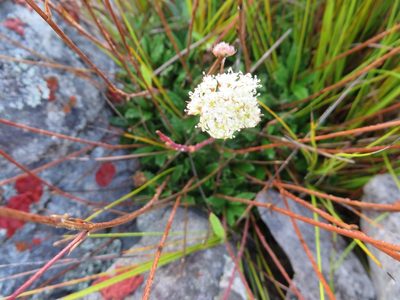 Hermas quinquedentata, photographed by linkie