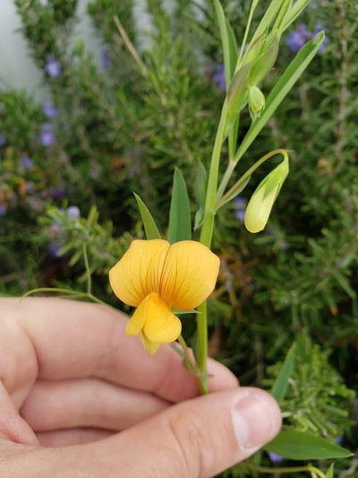Lathyrus gorgoni, photographed by Dan Killam