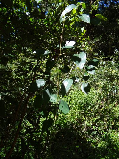 Clematis uncinata, photographed by 呂一起(Lyu yi-chi)