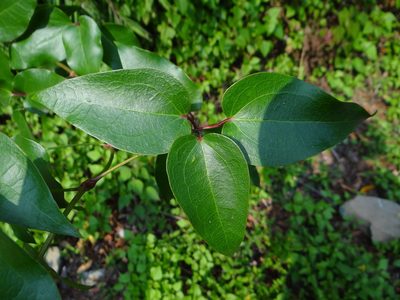 Clematis meyeniana, photographed by 呂一起(Lyu yi-chi)