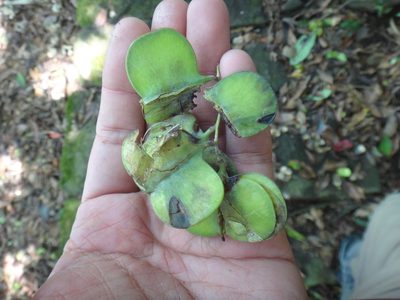 Dioscorea cirrhosa, photographed by 呂一起(Lyu yi-chi)