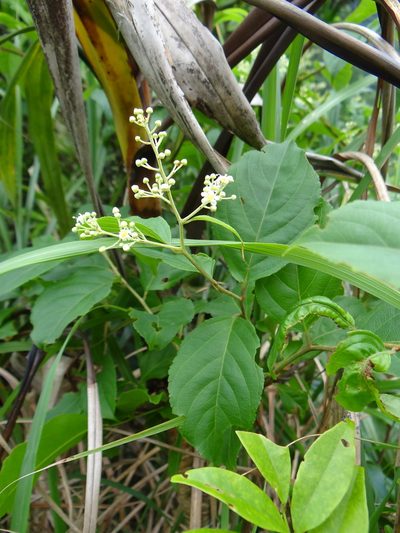 Tripterygium wilfordii, photographed by 呂一起(Lyu yi-chi)