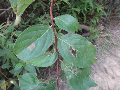 Tripterygium wilfordii, photographed by 呂一起(Lyu yi-chi)