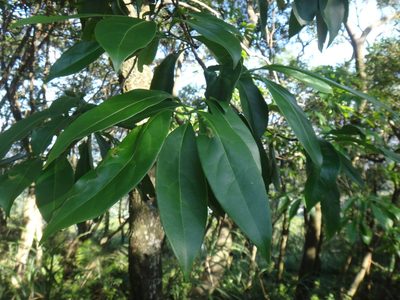 Ehretia longiflora, photographed by 呂一起(Lyu yi-chi)