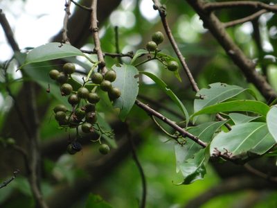 Ehretia longiflora, photographed by 呂一起(Lyu yi-chi)