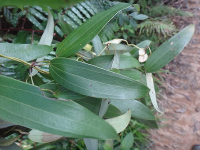 Dioscorea cirrhosa, photographed by 呂一起(Lyu yi-chi)