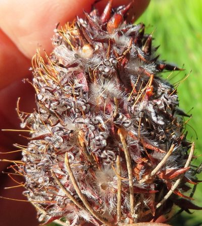 Sorocephalus pinifolius, photographed by linkie