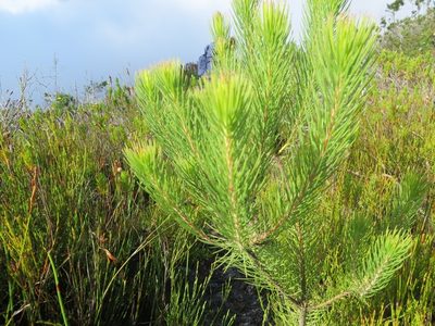 Sorocephalus pinifolius, photographed by linkie