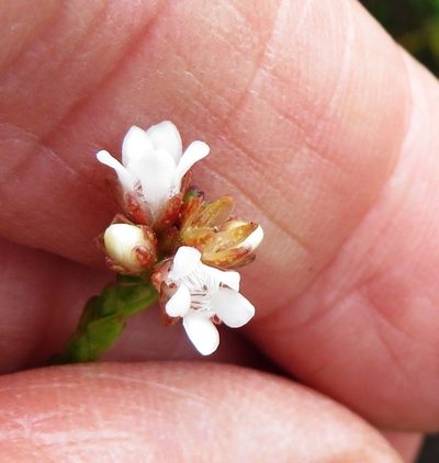 Euchaetis flexilis, photographed by linkie