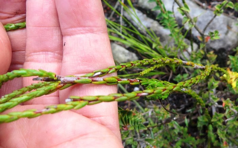 Euchaetis flexilis, photographed by linkie