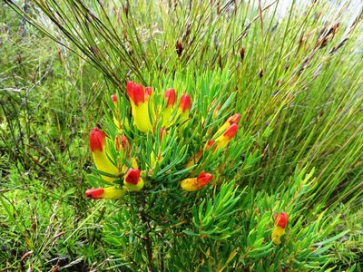 Penaea retzioides, photographed by linkie