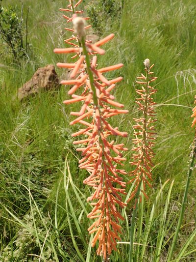 Kniphofia laxiflora, photographed by Peter Warren