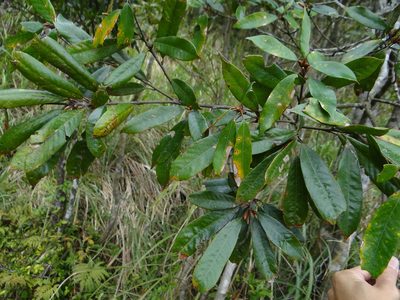 Quercus gilva, photographed by 呂一起(Lyu yi-chi)