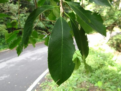 Prunus zippeliana, photographed by 呂一起(Lyu yi-chi)