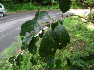 Prunus zippeliana, photographed by 呂一起(Lyu yi-chi)
