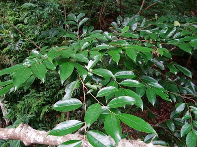 Prunus zippeliana, photographed by 呂一起(Lyu yi-chi)