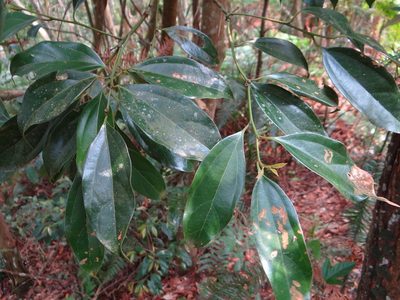 Cryptocarya chinensis, photographed by 呂一起(Lyu yi-chi)