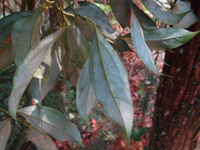 Cryptocarya chinensis, photographed by 呂一起(Lyu yi-chi)