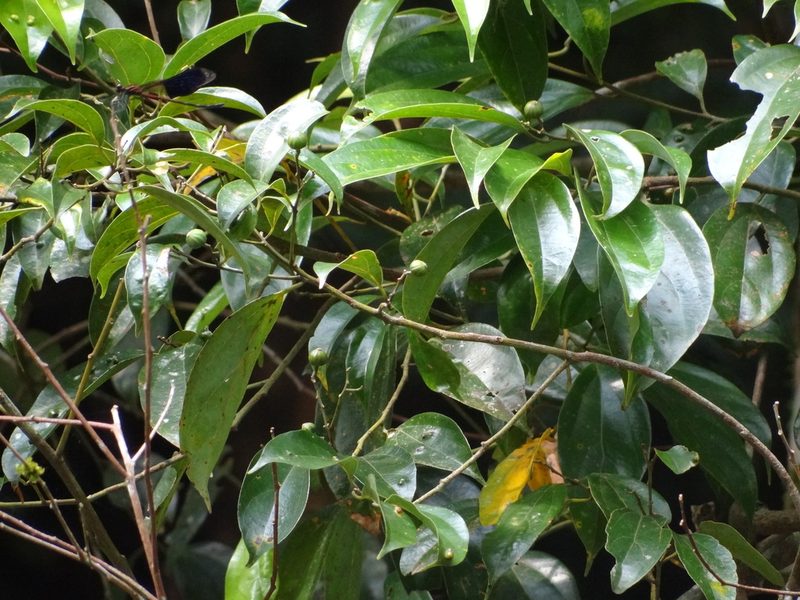 Cryptocarya chinensis, photographed by 呂一起(Lyu yi-chi)
