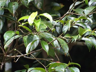 Cryptocarya chinensis, photographed by 呂一起(Lyu yi-chi)