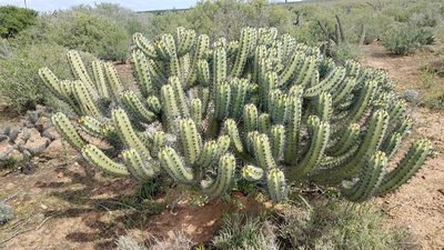 Myrtillocactus cochal, photographed by Alan Rockefeller