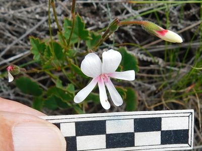 Pelargonium setulosum, photographed by Klaus Wehrlin