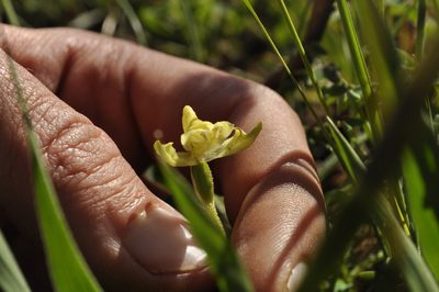 Disperis villosa, photographed by Seth Musker