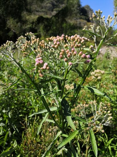 Pluchea salicifolia, photographed by adel-fridus
