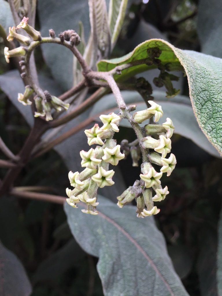 Tournefortia fuliginosa, photographed by Diego F. Cisneros-Heredia