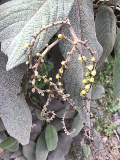 Tournefortia fuliginosa, photographed by Diego F. Cisneros-Heredia