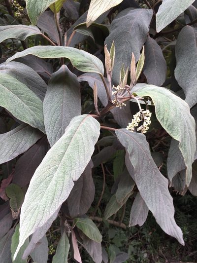 Tournefortia fuliginosa, photographed by Diego F. Cisneros-Heredia