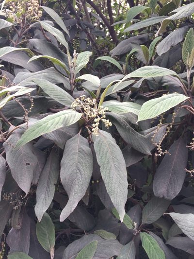Tournefortia fuliginosa, photographed by Diego F. Cisneros-Heredia