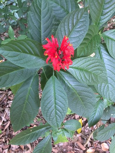 Pachystachys spicata, photographed by Andre Hosper