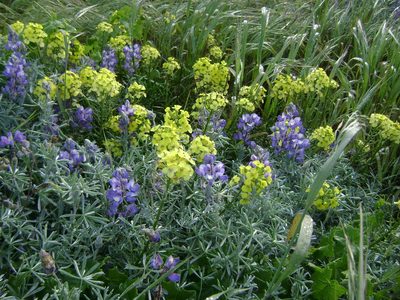 Erysimum insulare