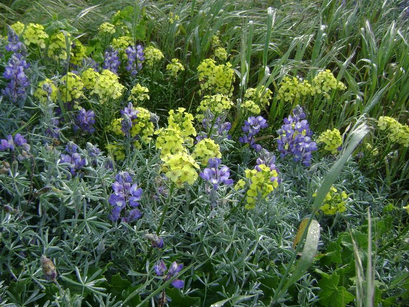 Erysimum insulare, photographed by Adam J. Searcy