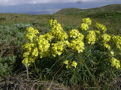 Erysimum insulare, photographed by Adam J. Searcy