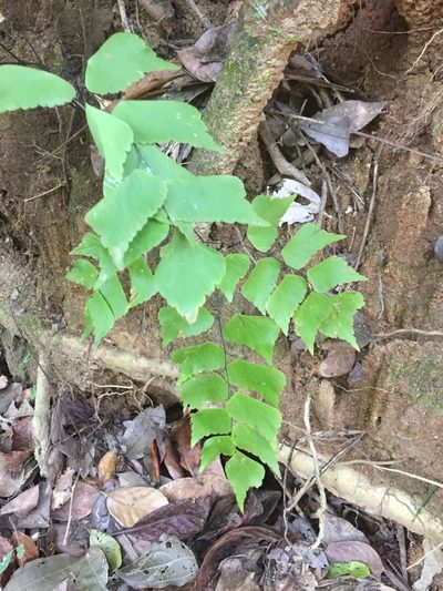 Adiantum trapeziforme, photographed by Andre Hosper